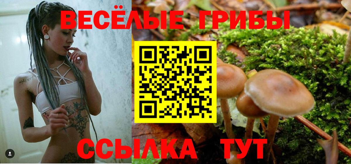 Советск  Псилоцибиновые грибы Psilocybine cubensis  Вход с VPN 